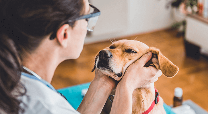 Canine Annual Preventative Care